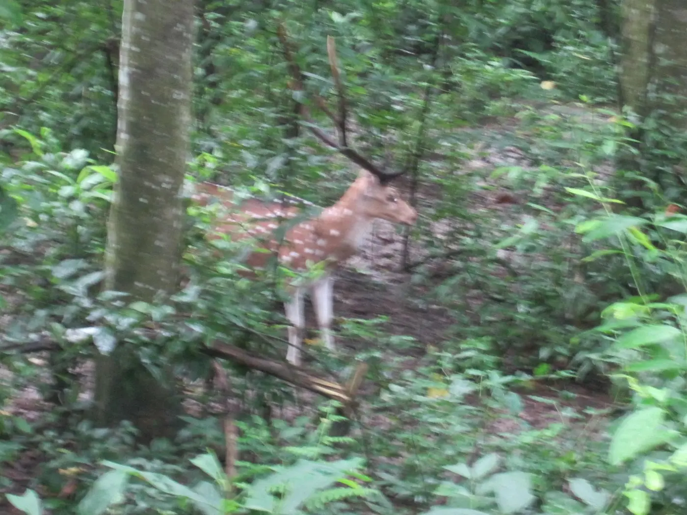 Central Zoo and Patan Half Day, photo 2